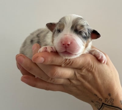 Les chiots de Berger Australien