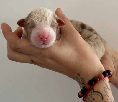 Les chiots de Berger Australien