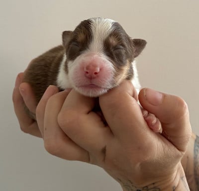 Les chiots de Berger Australien