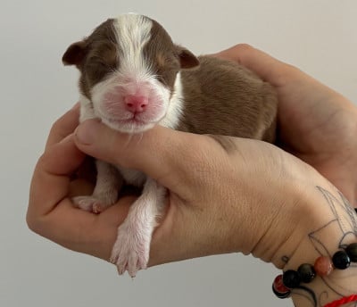 Les chiots de Berger Australien