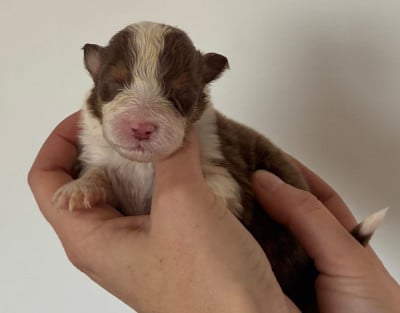 Les chiots de Berger Australien