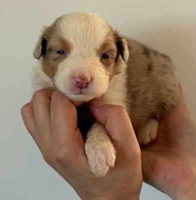 Les chiots de Berger Australien