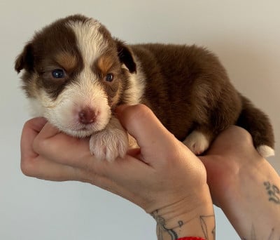 Les chiots de Berger Australien