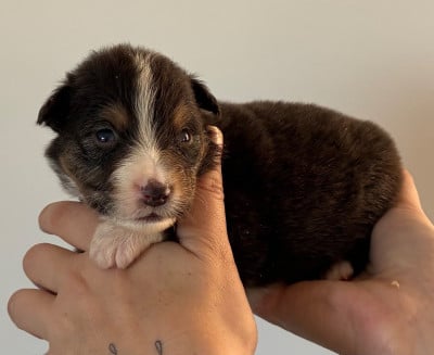 Les chiots de Berger Australien
