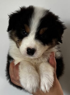Les chiots de Berger Australien