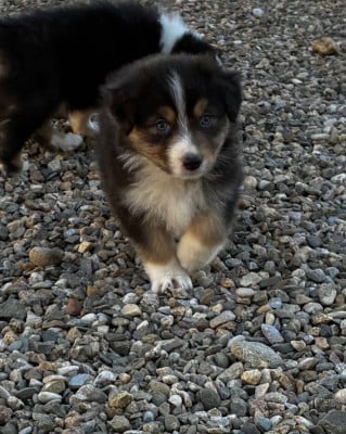 Les chiots de Berger Australien