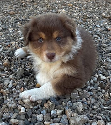Les chiots de Berger Australien