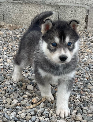 Les chiots de Siberian Husky