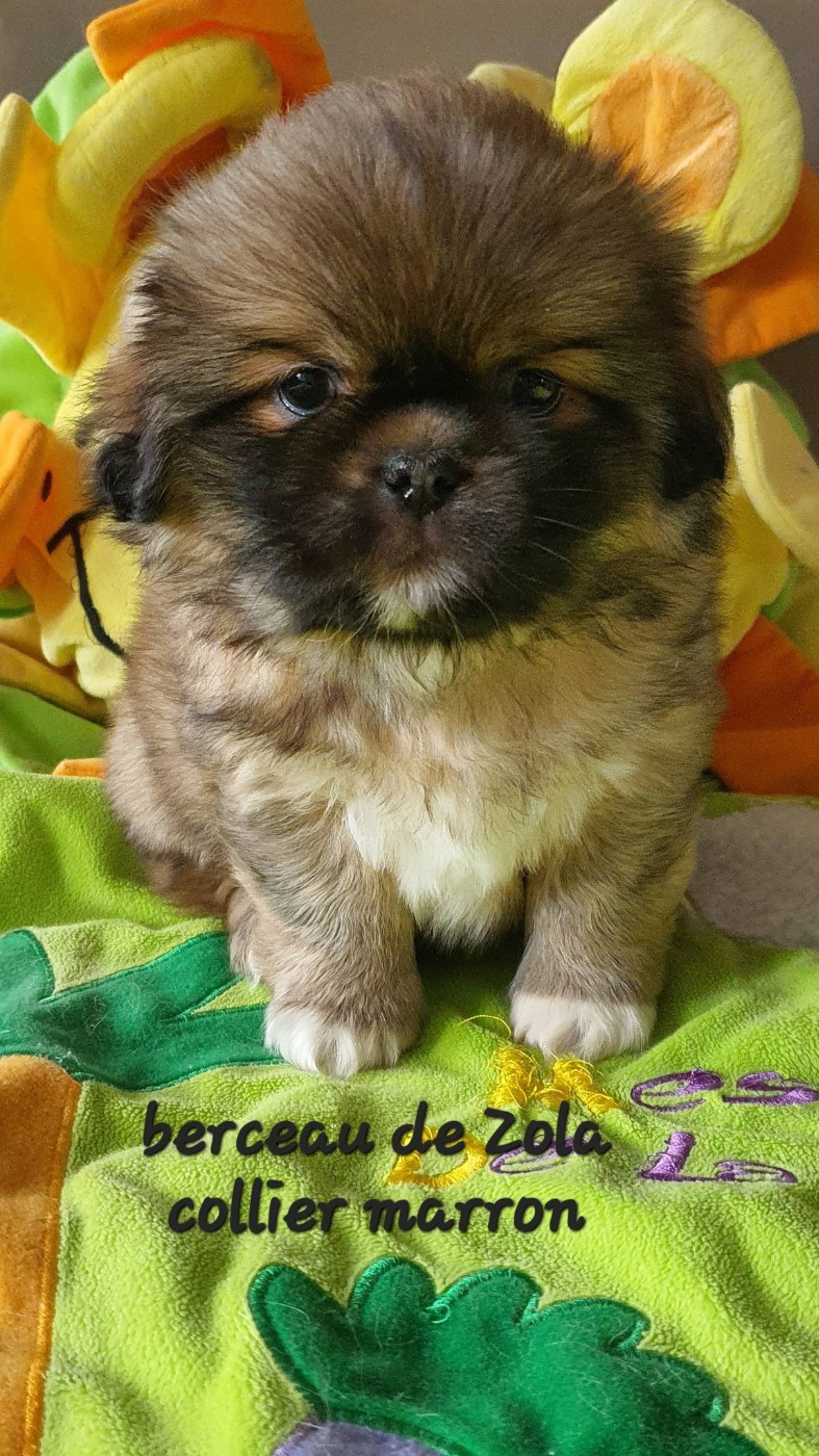 Aladin - collier marron