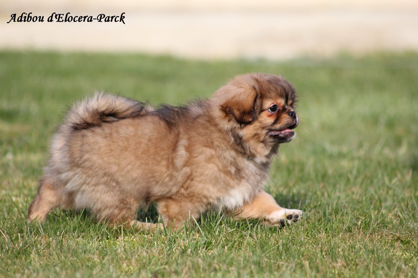 Adibou - collier bleu