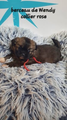 Les chiots de Epagneul tibetain