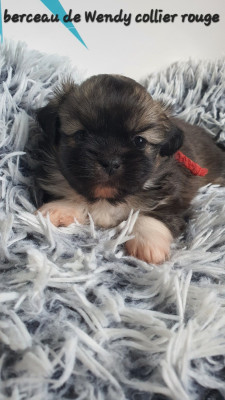 Les chiots de Epagneul tibetain