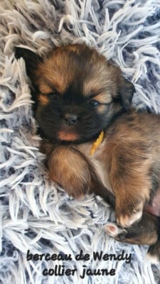 Les chiots de Epagneul tibetain