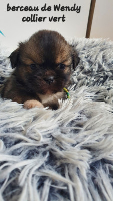 Les chiots de Epagneul tibetain