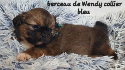 Les chiots de Epagneul tibetain