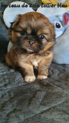 Les chiots de Epagneul tibetain