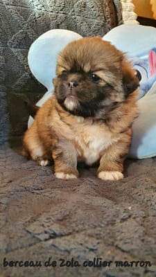 Les chiots de Epagneul tibetain