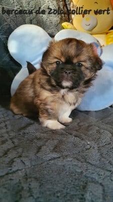 Les chiots de Epagneul tibetain