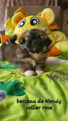 Les chiots de Epagneul tibetain