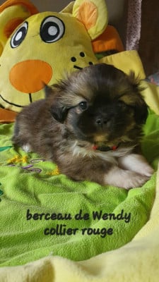 Les chiots de Epagneul tibetain