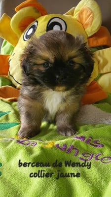 Les chiots de Epagneul tibetain