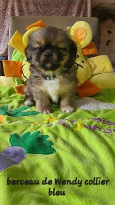 Les chiots de Epagneul tibetain