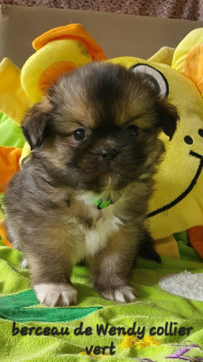 Les chiots de Epagneul tibetain