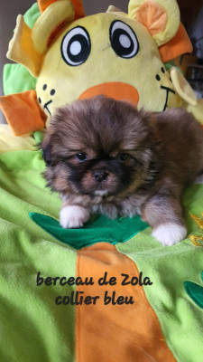 Les chiots de Epagneul tibetain