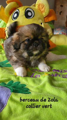 Les chiots de Epagneul tibetain