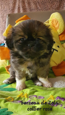 Les chiots de Epagneul tibetain