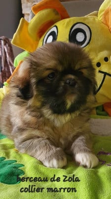 Les chiots de Epagneul tibetain