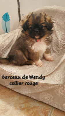 Les chiots de Epagneul tibetain