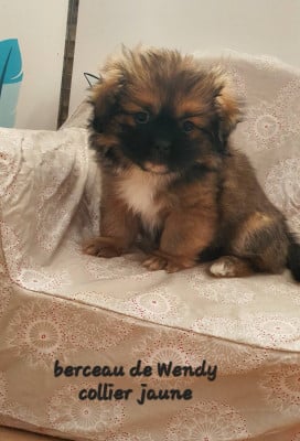 Les chiots de Epagneul tibetain