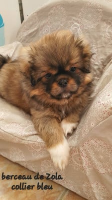 Les chiots de Epagneul tibetain