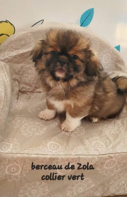 Les chiots de Epagneul tibetain