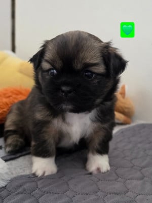 Les chiots de Epagneul tibetain