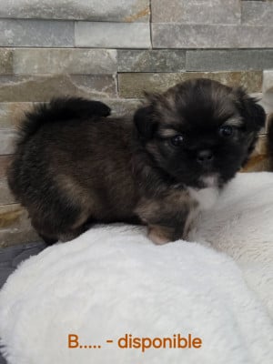 Les chiots de Epagneul tibetain