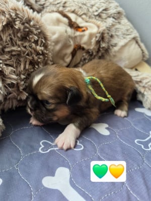Les chiots de Epagneul tibetain