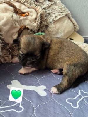 Les chiots de Epagneul tibetain