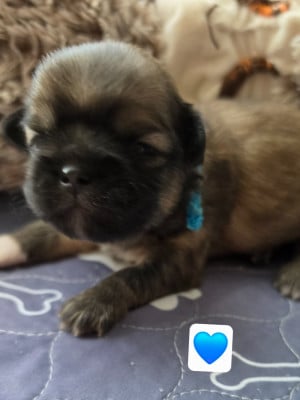 Les chiots de Epagneul tibetain