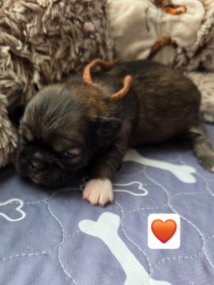 Les chiots de Epagneul tibetain