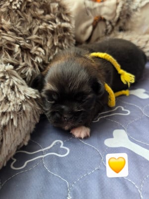 Les chiots de Epagneul tibetain