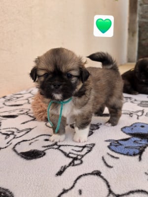 Les chiots de Epagneul tibetain