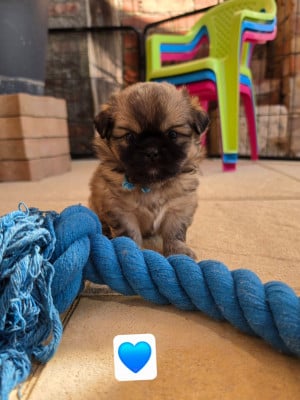 Les chiots de Epagneul tibetain