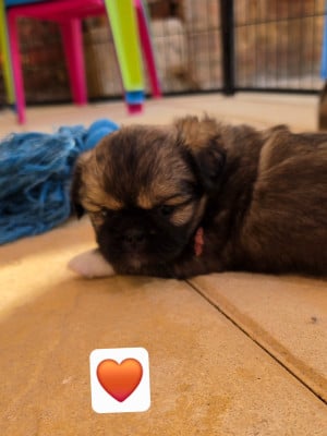 Les chiots de Epagneul tibetain