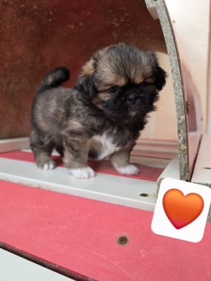 Les chiots de Epagneul tibetain