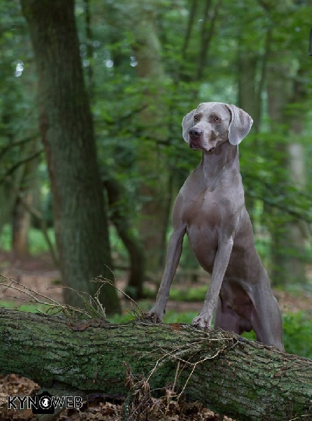 Publication : des Gris d'Urbanou Auteur : GREY CLASSIC'S