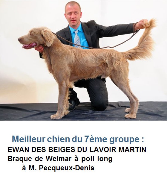 CH. Lux ewan des beiges du lavoir Martin - 1 Exc CACS Meilleur de Race