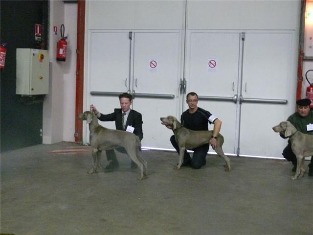 Absyss (Sans Affixe) - 2 ème excellent - R-CACIB/R-CACS