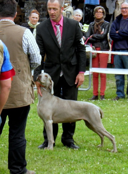 C.i.e ch.g'heka-aleck von atria cordis - 1 IERE Excell Classe Ouverte CACS